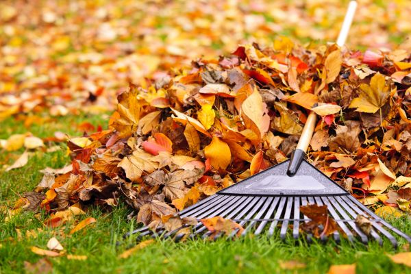 Cost of Leaves Removal in San Ramon