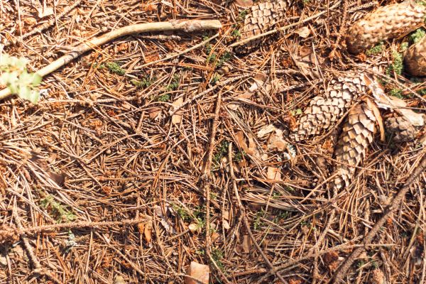 Pine Needles Removal in San Ramon