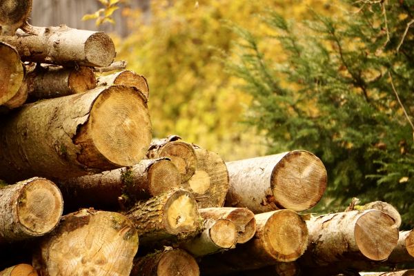 Wood Pile Removal in San Ramon