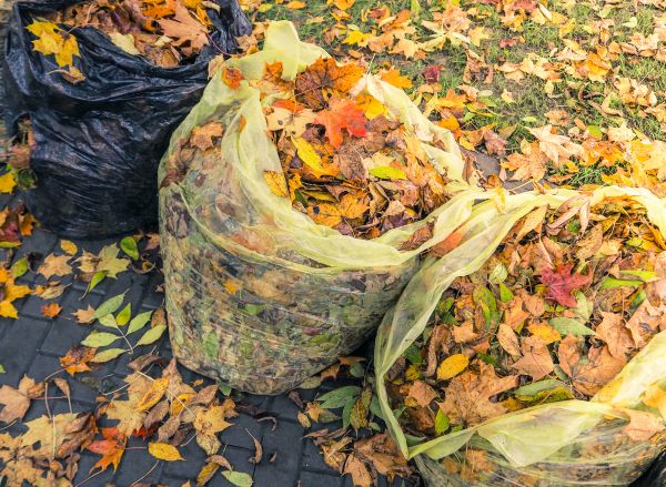 Yard Cleanup Service in San Ramon