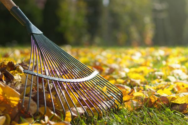 Leaf Raking Service in San Ramon