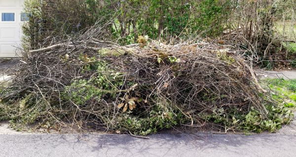 Tree Limb Cleanup in San Ramon