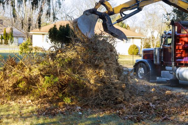 Storm Debris Removal in San Ramon