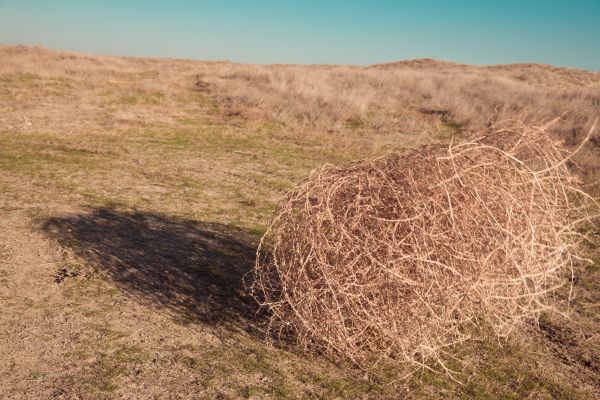 Tumbleweed Removal in San Ramon