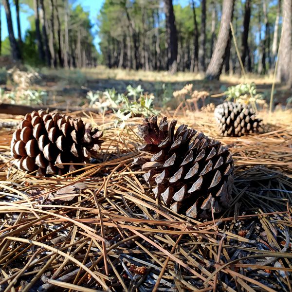 Pine Cone Removal in San Ramon