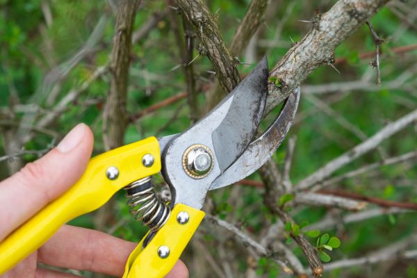 Limbs Removal in San Ramon