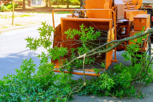 Tree Branches Removal in San Ramon