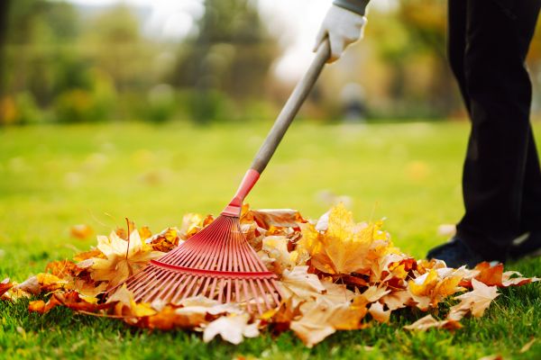 Ditch Leaf Removal in San Ramon