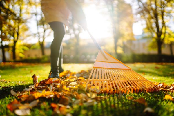 Leaves Raking in San Ramon