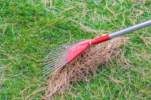 Pine Straw Raking in San Ramon