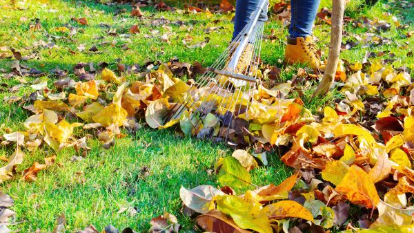 Lawn Cleanup Service in San Ramon