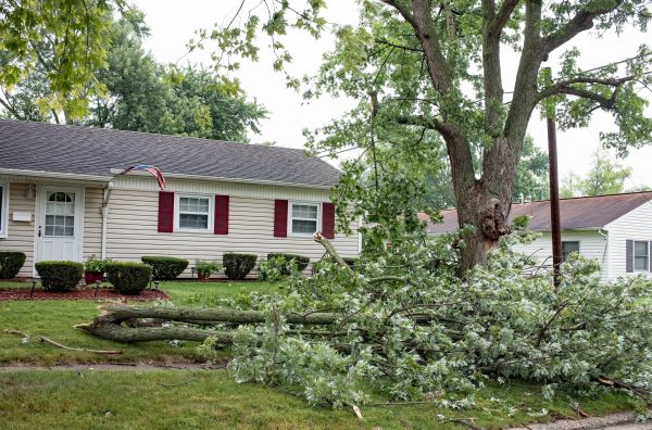 Fallen Branch Removal in San Ramon